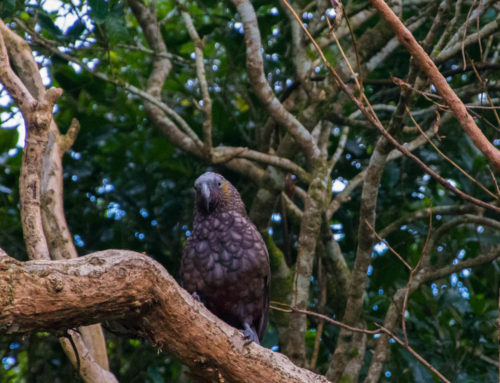 Aotearoa, the Land of Birds