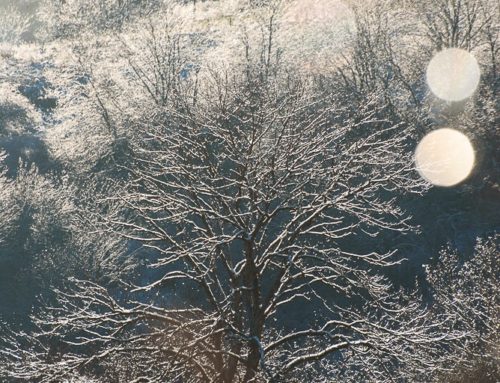 Nature scintillante dans le Beaujolais Vert