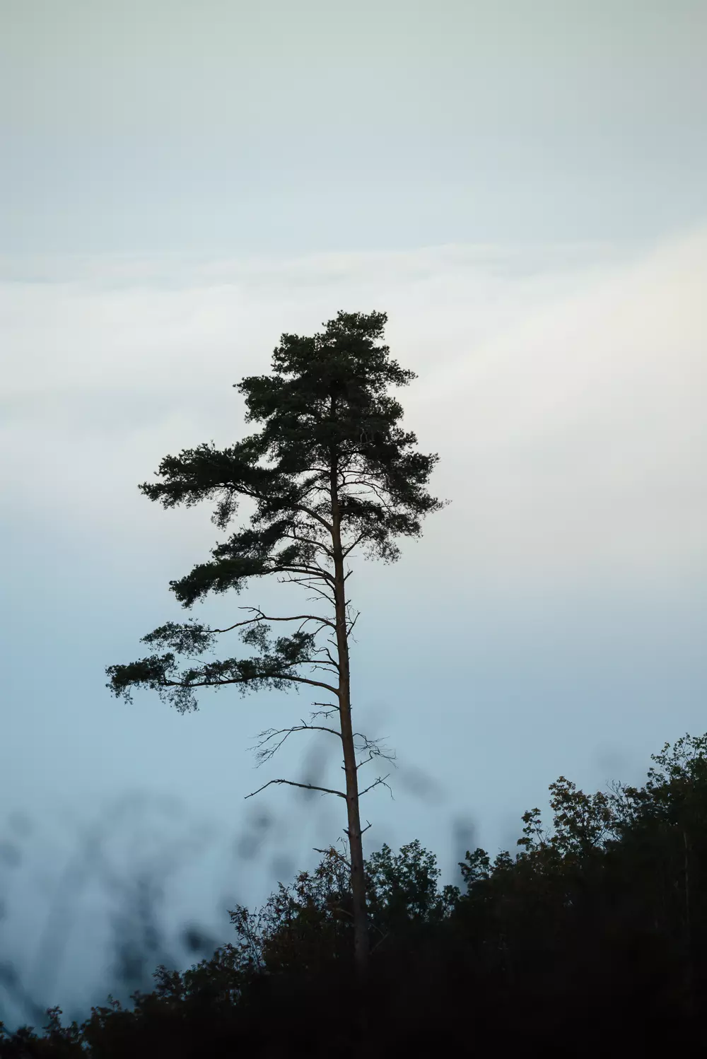arbres-foret-beaujolais