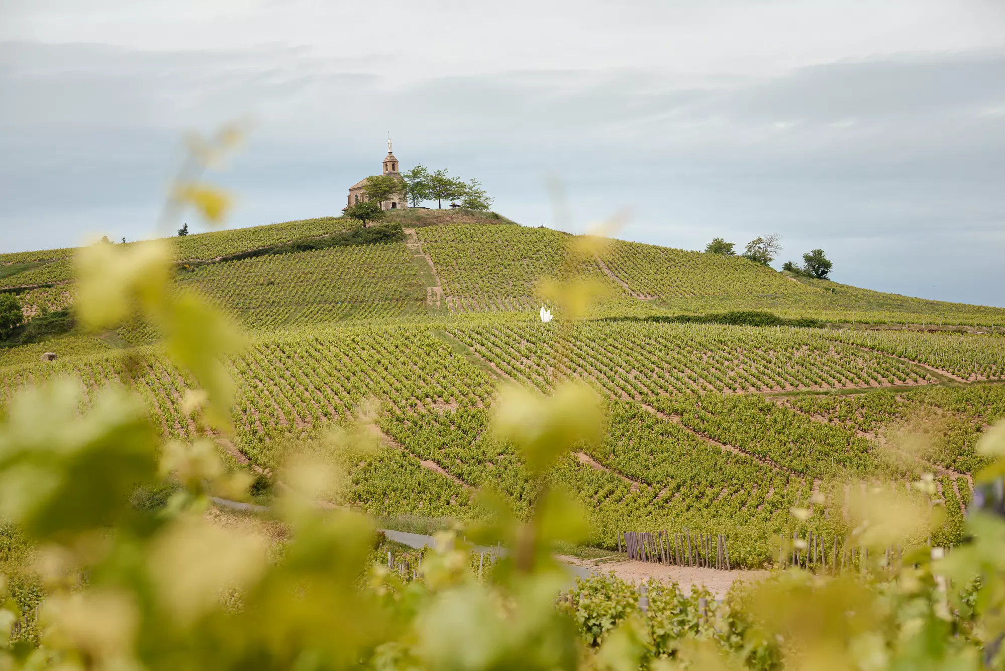 Vue d'une chapelle au milieu de vignes, un endroit idéal pour des photos de couple