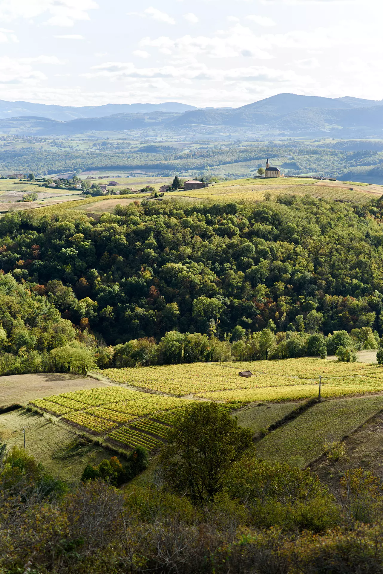 Vue sur les vignes et la chapelles de Saint Laurent d'Oingt